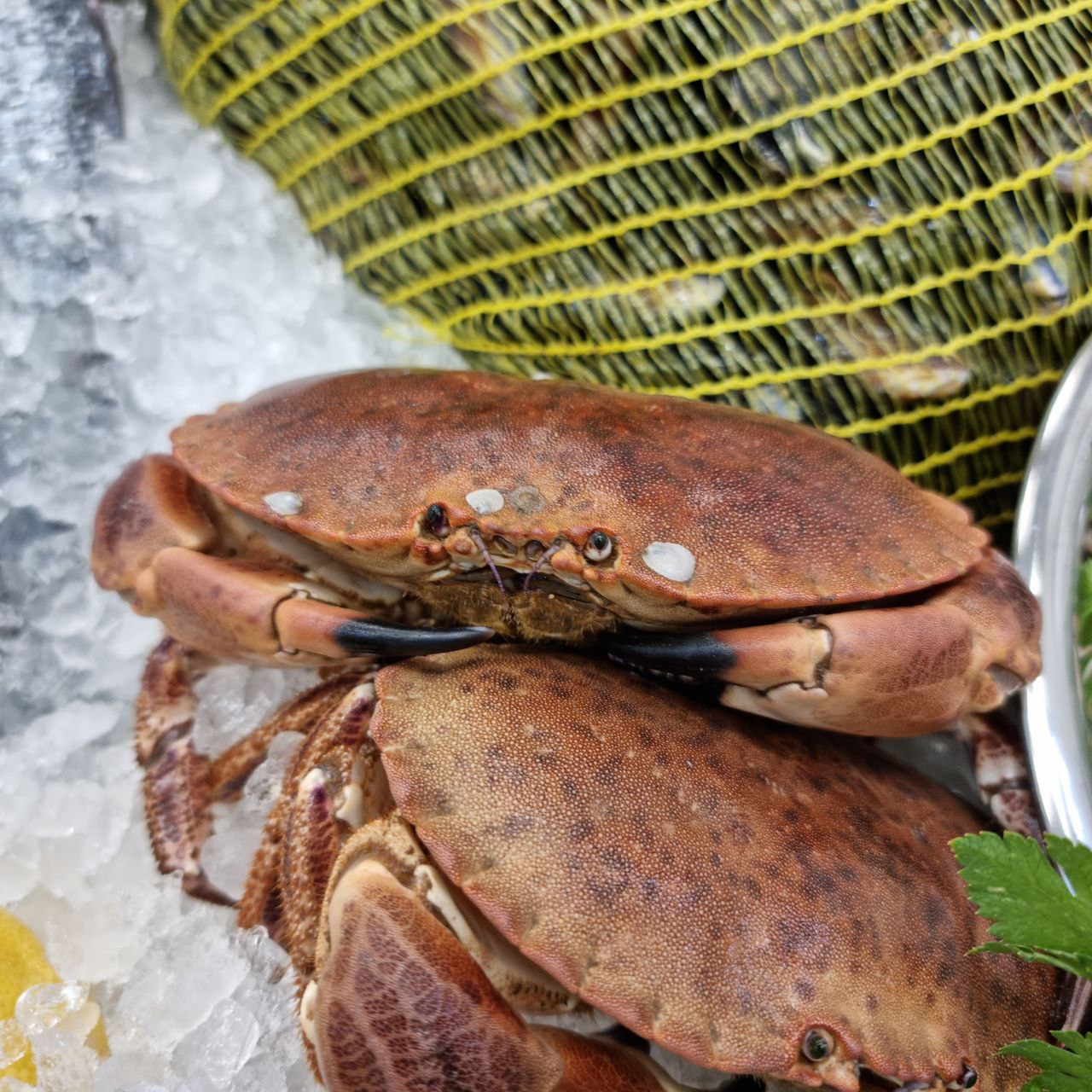 Live Brown Cock Crab