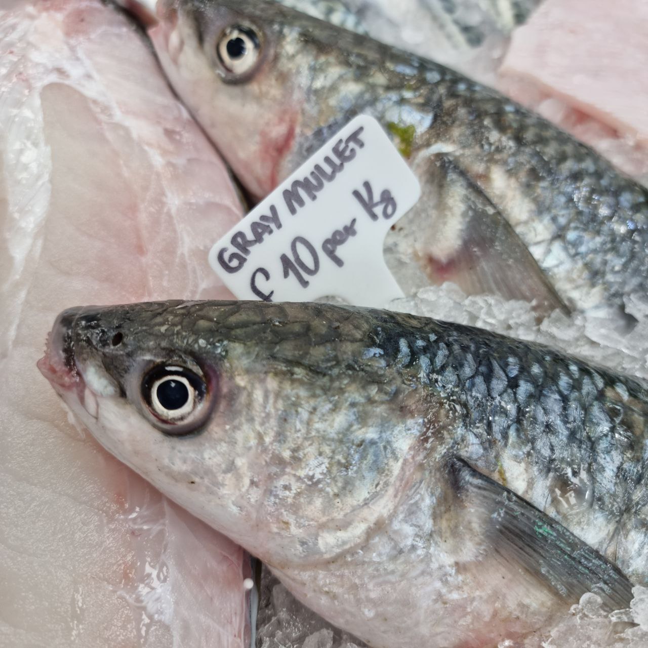 Grey Mullet